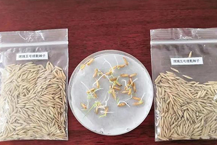 和嫦娥五號(hào)一起“上天”的水稻種子發(fā)芽了！