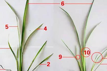 水稻7個(gè)葉是什么意思？