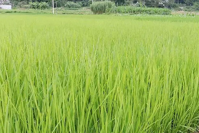 水稻苗徒長(zhǎng)跟種子有關(guān)嗎？水稻苗徒長(zhǎng)原因有3種，應(yīng)對(duì)癥采取措施