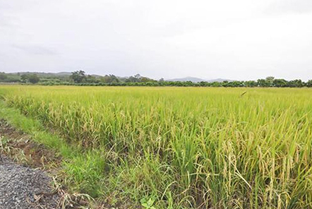 谷城退休老漢追逐農(nóng)機(jī)夢(mèng)！